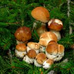 Porcini e buon vino. Così inizia il week end in giro per l’Italia di Fuoriporta   