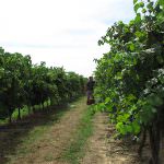 Agrinatura: Dal gemellaggio Erba-Fellbach nasce la cuvée italo-tedesca