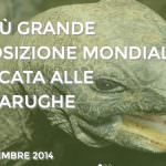 Tartarughe e Carpe Koi a Cesena dal 6 al 7 settembre 2014