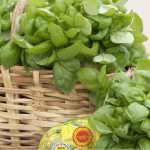 “Pesto patrimonio dell'umanità” la Liguria scende in campo con l'UNESCO