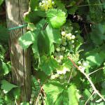 Prosecco DOC, Università di Pisa: Nuovo metodo di tracciabilità in campo vitivinicolo