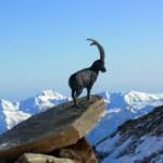 Strada Gran Paradiso: anche a  settembre una serie di itinerari guidati alla scoperta delle Valli del Canavese