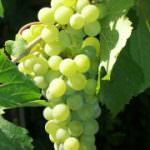 Puglia: Parole in Festival con uva e cipolle ad Acquaviva delle Fonti