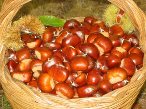 Ognissanti in provincia di Rieti: Ascrea e Canterano festeggiano le caldarroste