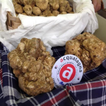 ACQUALAGNA: un esemplare di grande qualità, ben 800 grammi, un buon auspicio allo stand di Urbani Tartufi  