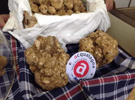 ACQUALAGNA: un esemplare di grande qualità, ben 800 grammi, un buon auspicio allo stand di Urbani Tartufi