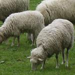 La pecora sambucana, una delizia per il palato: Vinadio la celebra il 26 ottobre con l’antica Fiera