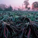 Il Radicchio protagonista a Castelfranco Veneto con il “Radicchio d’Oro” e a Piazza Portello a Milano