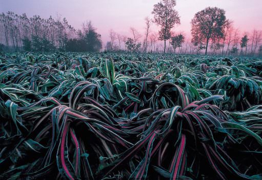 Il Radicchio protagonista a Castelfranco Veneto con il “Radicchio d’Oro” e a Piazza Portello a Milano