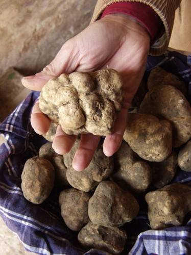 tartufo Crete senesi