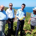 La Vite ad Alberello di Pantelleria è Patrimonio dell’Unesco. La soddisfazione dei vertici dell’IRVO per l’esito della candidatura