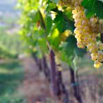 L’uva “durella”, del territorio tra Verona e Vicenza, si degusta da Eataly