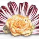 Radicchio d’oro: la festa di due grandi prodotti della terra veneta, i radicchi rossi tardivi di Treviso e i variegati di Castelfranco Veneto