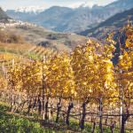  VINO TRENTINO: DA PRODOTTO DI ECCELLENZA A VOLANO PER NUOVE FORMULE TURISTICHE 