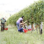 Vendemmia 2015, dopo due anni mediocri... nessuna previsione, please!