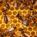 Da lunedì 19 gennaio è operativa l’anagrafe delle api italiane