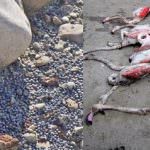 ONU: basta piombo nelle cartucce da caccia... a quando: Basta ingiustizie?