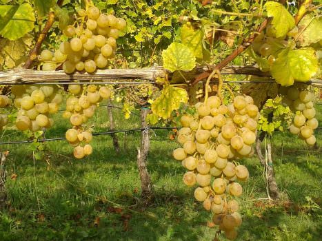 I vini faentini della cantina La Sabbiona protagonisti all’Institute of Directors Pall Mall di Londra