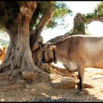 Parmigiano Reggiano: crollo dei prezzi e calo dei consumi - Che fare? E gli altri settori?