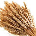 Ricerca Sapienza: Grano tenero e duro insieme contro le muffe per una pasta di qualità