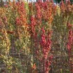 La Quinoa, il prodotto che sfamerà il mondo: impariamo a conoscerla con Marco di Lorenzi