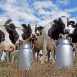 Latte, allevamenti in Lombardia: Scatta il "salva stalle"