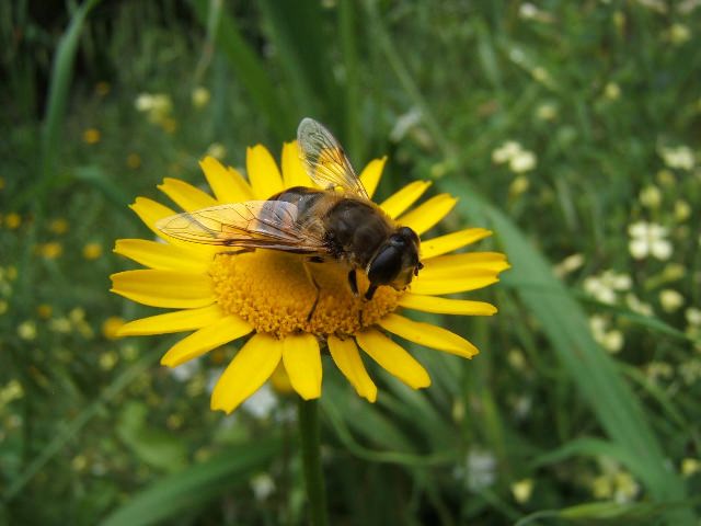 S.O.S. Terra: Entro il 2100 il Mondo potrebbe ritrovarsi senza fiori