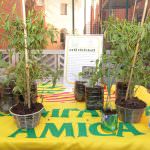 L’orto in casa: verdura e frutta fai da te - I consigli di Coldiretti