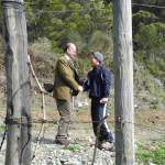 Vino, Frescobaldi a Gorgona: Raddoppia il vigneto curato dai detenuti