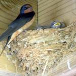 Primavera senza rondini a causa della sparizione delle stalle