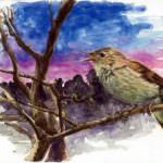 L'usignolo: un gorgheggio melodioso nelle notti di primavera