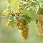 Il nuovo Moscato D'Asti: intervista a Riccardo Bianco, Azienda Mongioia di Santo Stefano Belbo