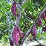 Expo 2015: Domori è Official Event Sponsor del Cluster Cacao e Cioccolato