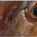 Ristorante Teatini, Rimini centro, dove il buon pesce incontra il buongustaio