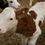 Farmaci e sostanze dopanti somministrati illegalmente ai vitelli “da carne”