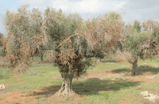 Xylella Fastidiosa, Sputacchina: vade retro dalla Nostra Puglia