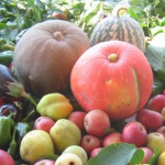 Orsara di Puglia, Paradiso di Peppe Zullo: Un progetto per recuperare le cultivar pugliesi a rischio estinzione