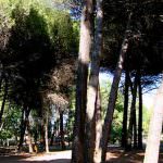 Vacanze a giugno al Pineta sul Mare Camping Village - Cesenatico