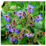 Erbe spontanee: sono oltre 100.000 i raccoglitori appassionati