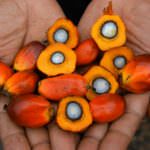 Palma-Leaks, dal 2004 'Big Food' sapeva del pericolo cancro, per bambini e adolescenti, nei cibi con l'olio di palma