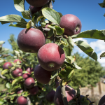 Greenpeace: Molti meleti europei contengono residui di pesticidi