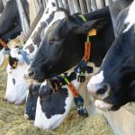 Zootecnia del futuro: Il Parco Tecnologico di Lodi presenta il progetto DairyFarm