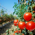 Pomodoro, allarme siccità: a rischio i raccolti in Puglia
