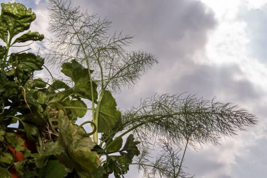 Veve, l’orto verticale da balcone: Novità oggi a Expo