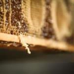 Con il progetto Bee My Future di LifeGate Rigoni di Asiago protegge le api