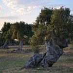 La notte dell’Ulivo: Una contaminazione positiva di cultura e poesia tra gli ulivi di Puglia