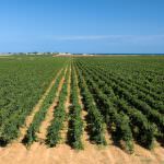 Negroamaro: canto irresistibile e maliardo del Salento