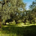 Nasce Vù, l’ olio delle pendici del monte Vùlture in Basilicata