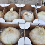 Giarratana (RG), 14/8: 37esima edizione della Sagra della cipolla