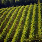 Vite e Vino Europa: vigne-giardini, paesaggi culturali che vanno difesi e valorizzati